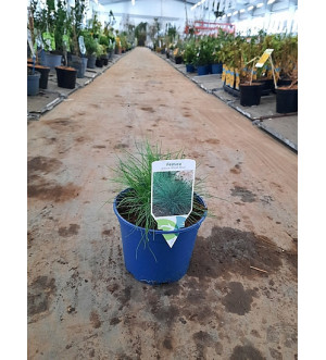 Festuca glauca 'Elijah Blue' C 2 L